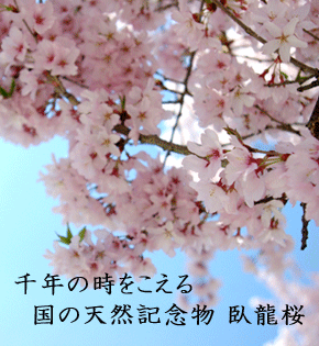 国の天然記念物臥龍桜